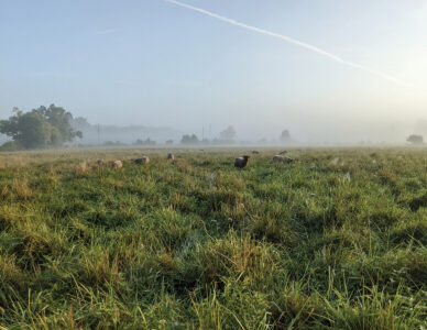 USDA Certified Organic Definition and Requirements for Farmers Image